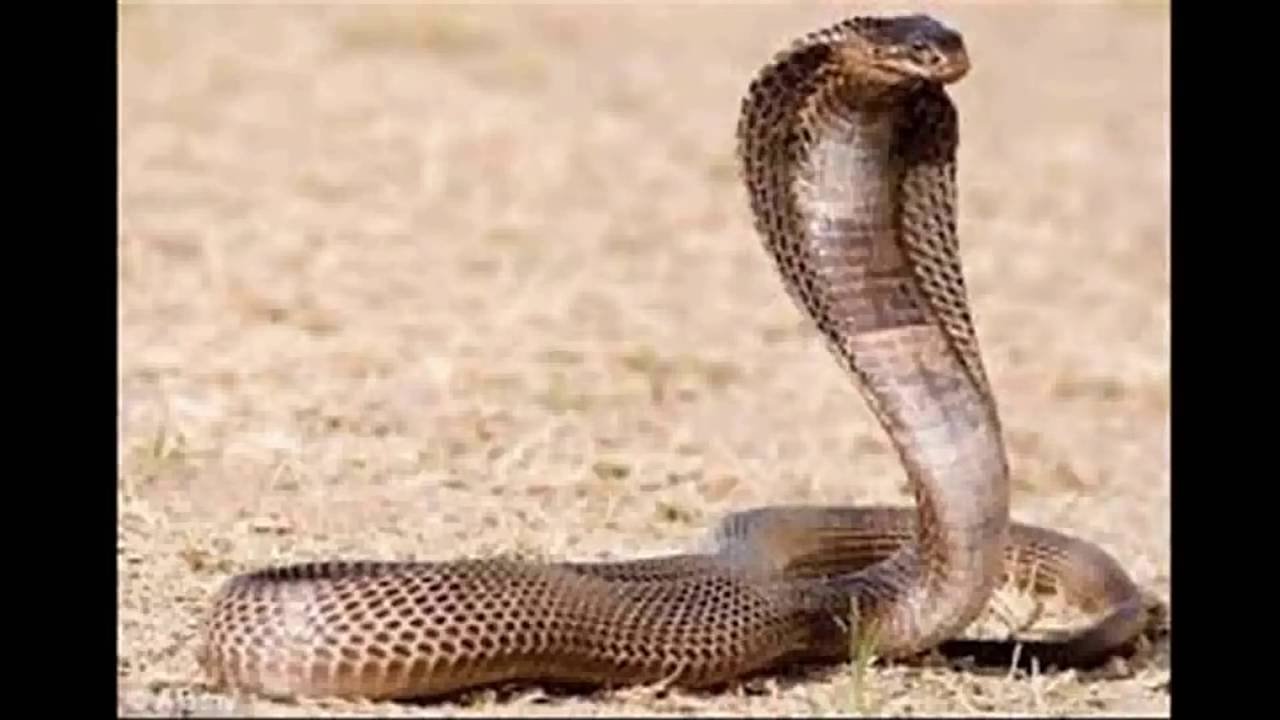 رؤية ثعبان في المنام، من الأحلام المخفية 5384 5