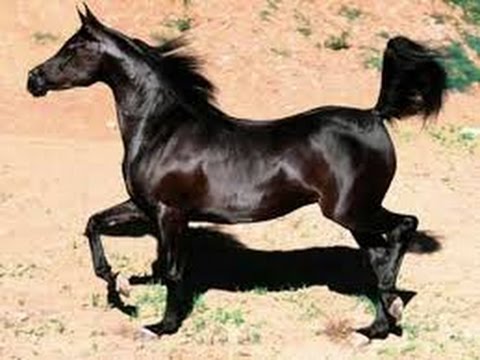 خيل عربي اصيل - اجمل صور الخيل العربي 2786 9