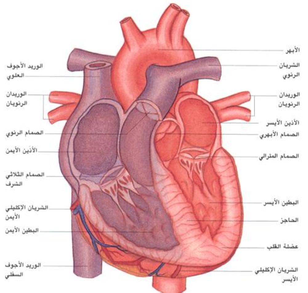 صور قلب الانسان 1448 7