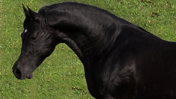 خيل عربي اصيل - اجمل صور الخيل العربي 2786 16