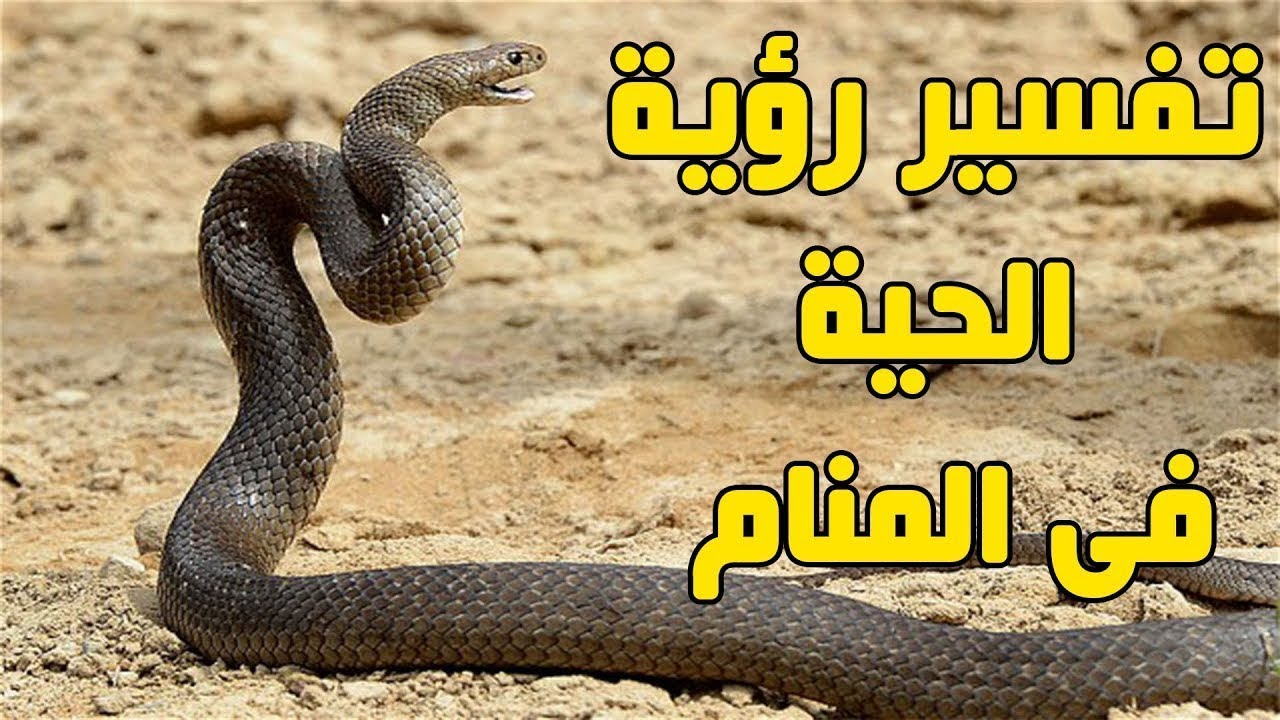 الافعى السوداء في المنام ،بالرغم من أنه مخيف سيدهشك تفسيره 64 3