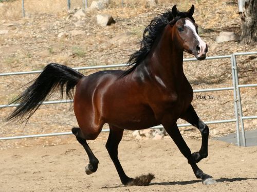 خيول عربية , شاهد جمال الخيل العربي الاصيل