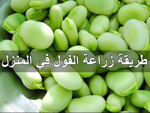 طريقة زراعة الفول