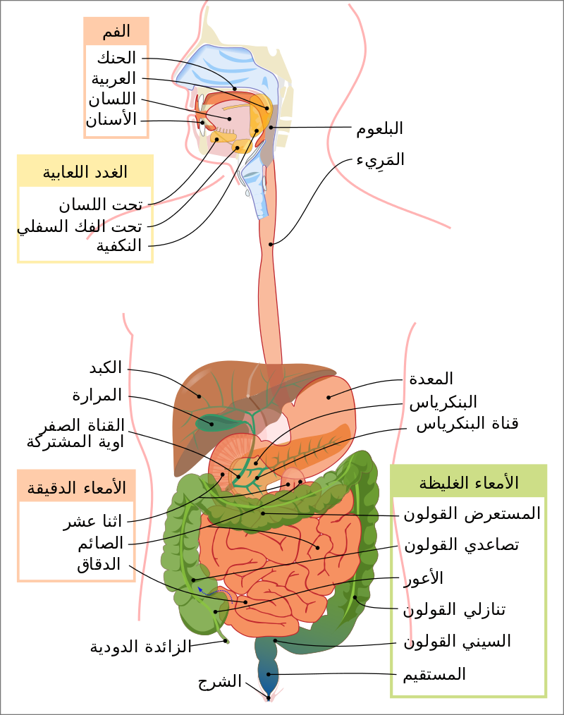 عايز تعرف مسار الأكل جوا جسمك - رسم الجهاز الهضمى