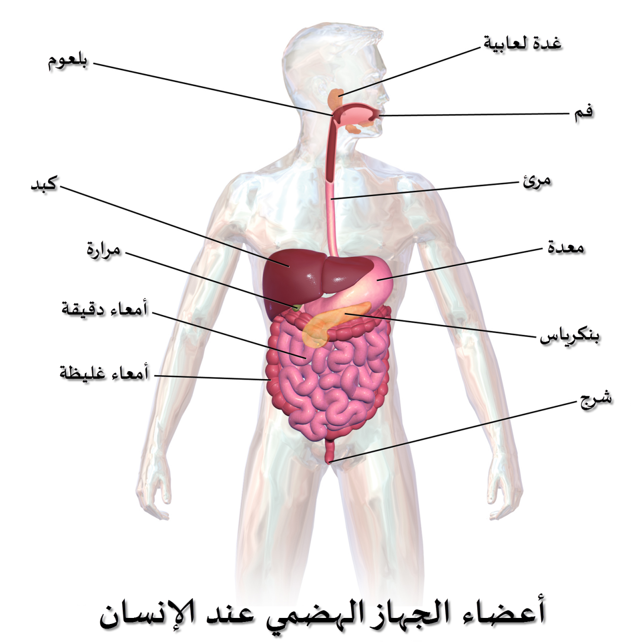 عايز تعرف مسار الأكل جوا جسمك - رسم الجهاز الهضمى 12137 1