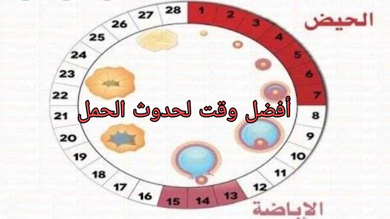 افضل وقت للحمل , ما هو انسب وقت لحدوث الحمل