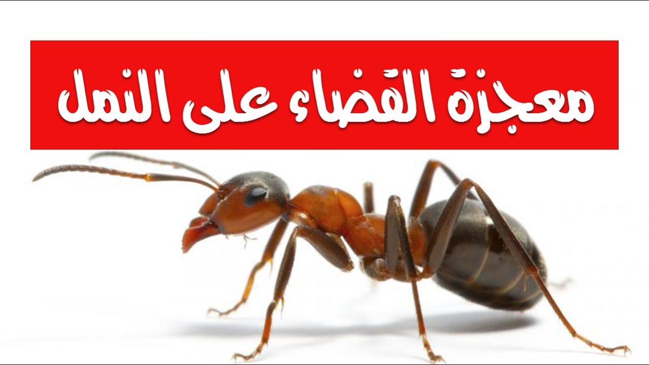 هل النمل له علاقه بالحسد او السحر - وجود النمل في البيت 12639 1