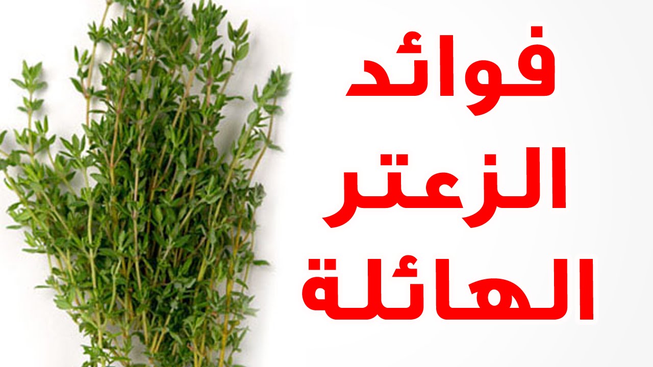 فوائد الزعتر - الزعتر وفما يستخدم وفوائده 5354