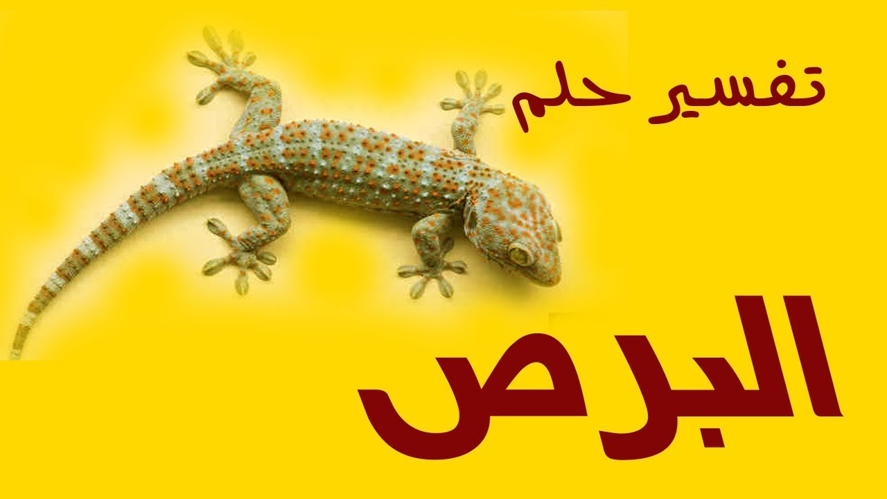 تفسير حلم الوزغ 1577 1