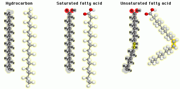معلومات عن الاحماض الدهنية-يمكن العلم عن الحمض الدهنى 15737 1