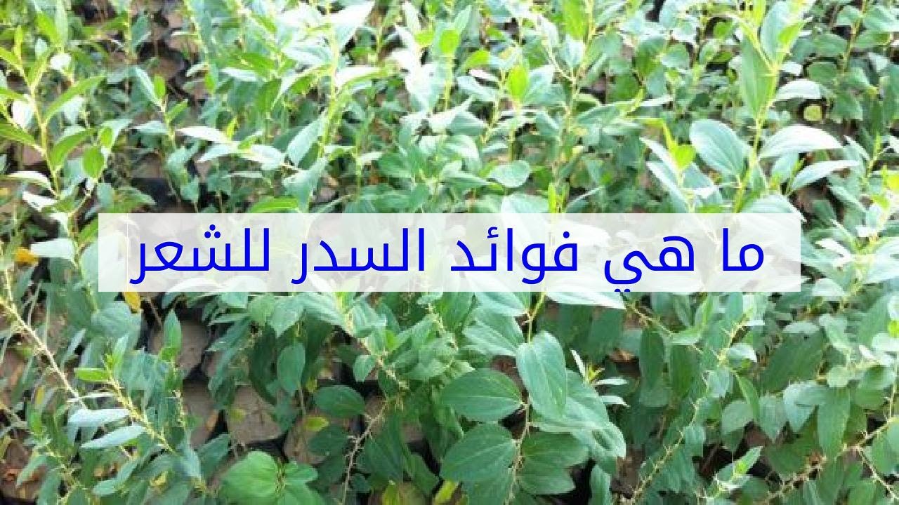 ما هو السدر - شجره السدر وفوائدها ومشتقاتها 6596 1