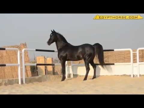 شعر عن الخيل - قصيدة عن حب الخيول 0