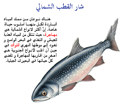 معلومات عن الاسماك - ما لا تعلمه عن الاسماك 4786