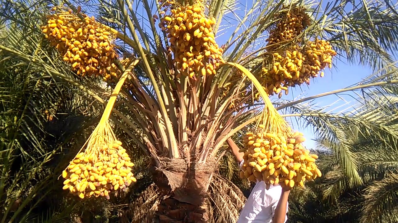 صباح الجمال - كلمات جميله للصباح 6715