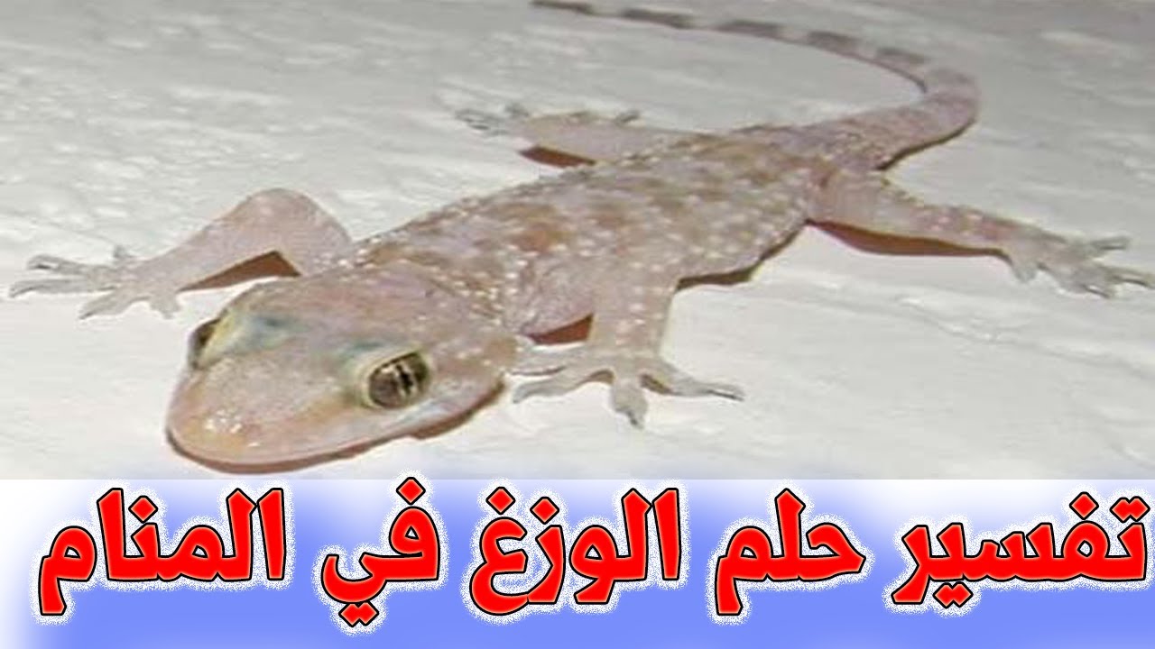 تفسير حلم الوزغ 1577