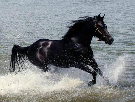 خيل عربي اصيل - اجمل صور الخيل العربي 2786 13