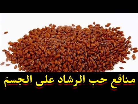 حب الرشاد بالفرنسية-ممكن نتكلم عن حب الرشاد 11760