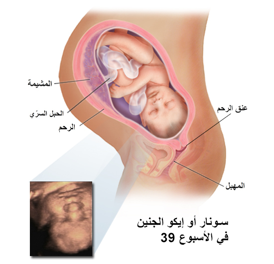 حامل وعايزه تطمني ع البيبي - شكل الجنين في الشهر التاسع 12220 1