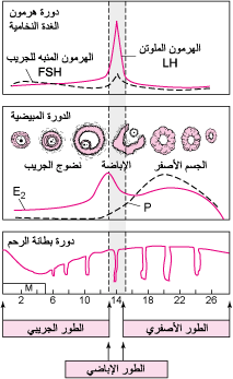 مفهوم الدورة الشهرية -لابد تعرفه كل أم وفتاه 11876