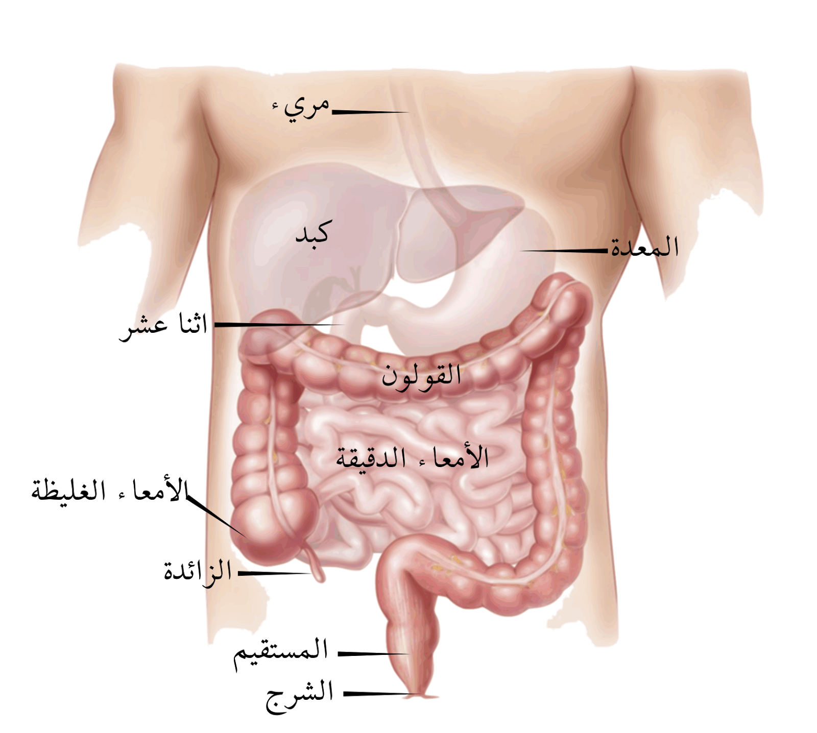 اعراض القولون العصبي - مرض القولون العصبى واعراضه وعلاجه 4579