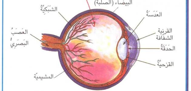 مكونات العين - مكونات اهم عضو في الانسان العين 2720