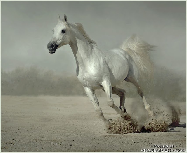 صور خيول - الخيول الجميلة والعربية الاصيلة 769 3