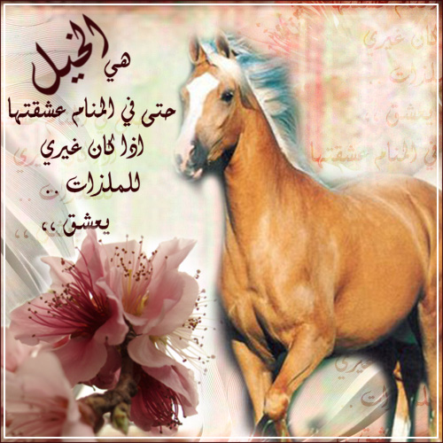 شعر عن الخيل - قصيدة عن حب الخيول 427