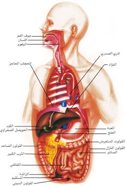 عايز تعرف مسار الأكل جوا جسمك - رسم الجهاز الهضمى 12137