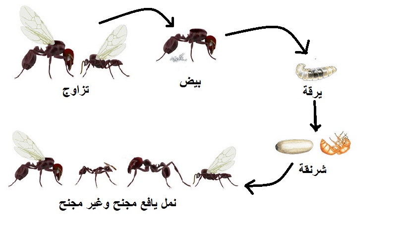 معلومات عن النمل - اهم معلومة عن النمل 6051