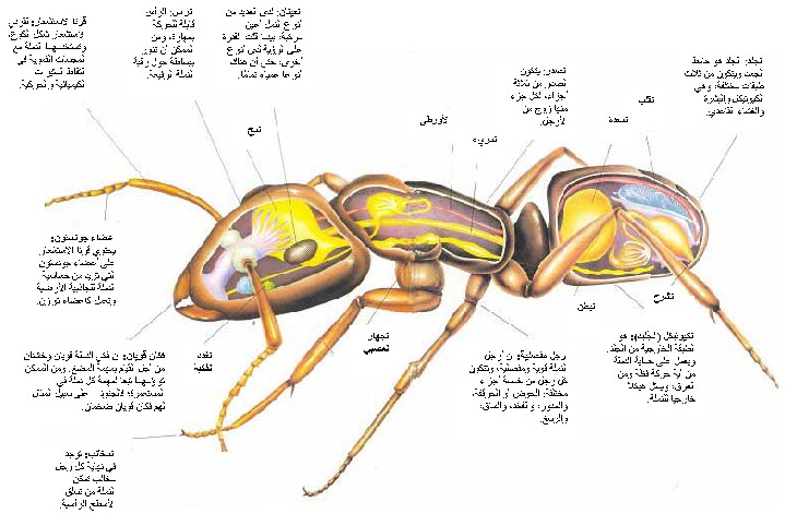 معلومات عن النمل - اهم معلومة عن النمل 6051 1