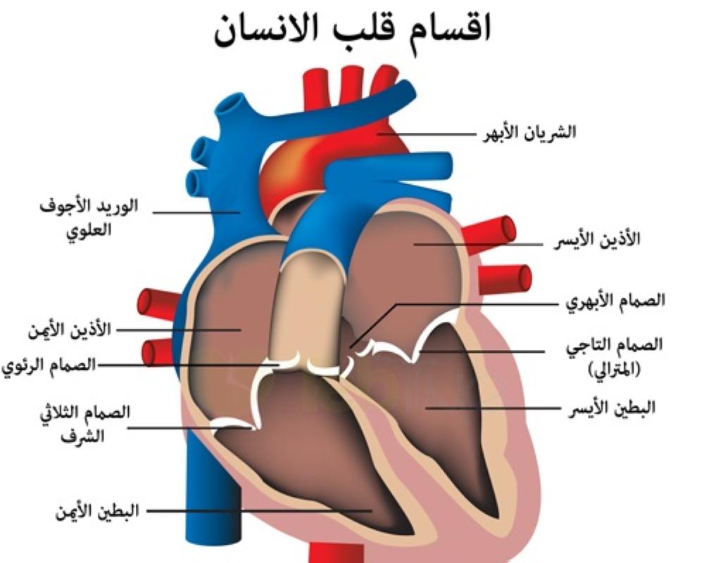 صور قلب الانسان 1448 4