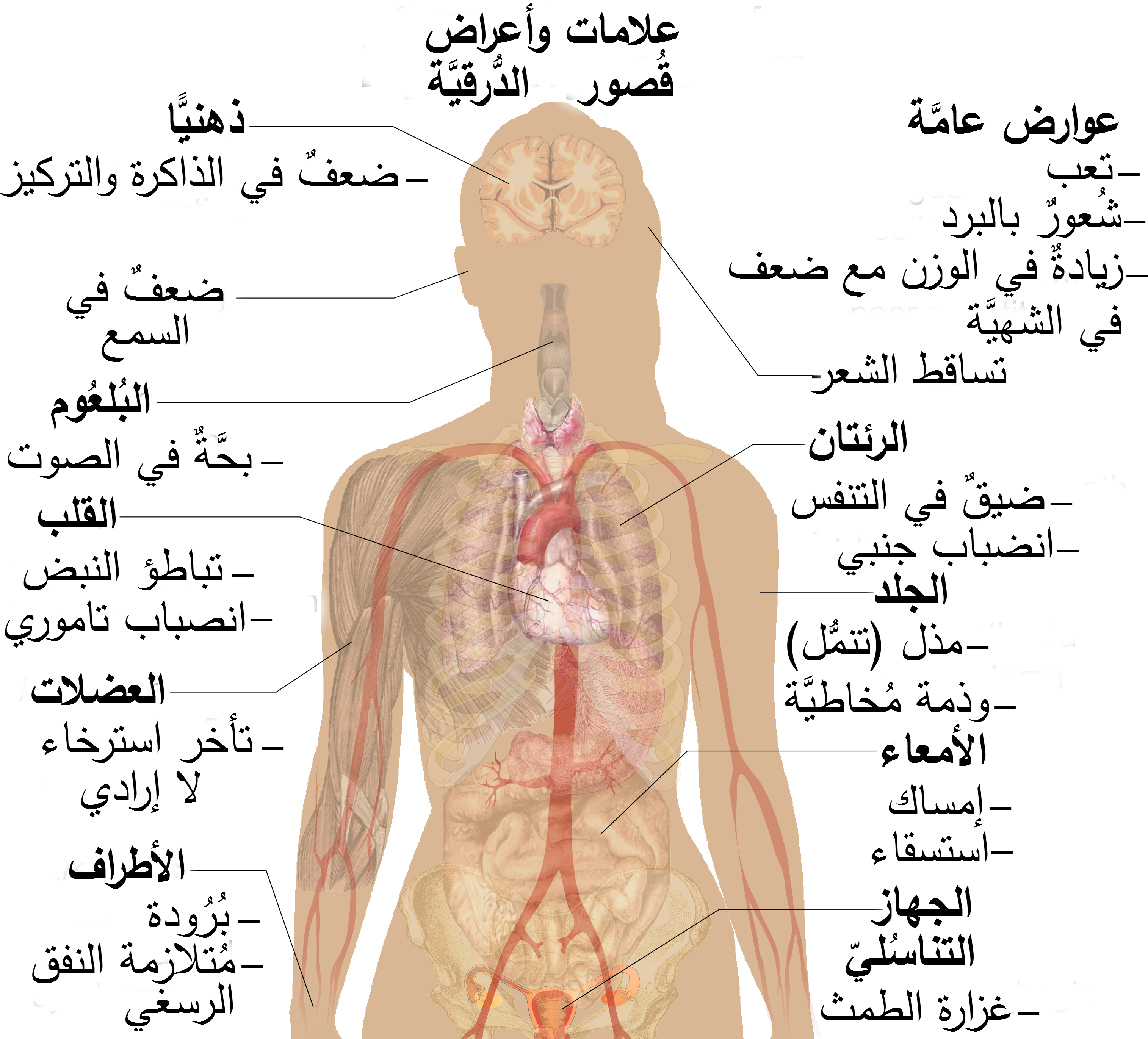 اعراض قصور الغدة الدرقية - اسباب مرض الغدة الدرقية 397