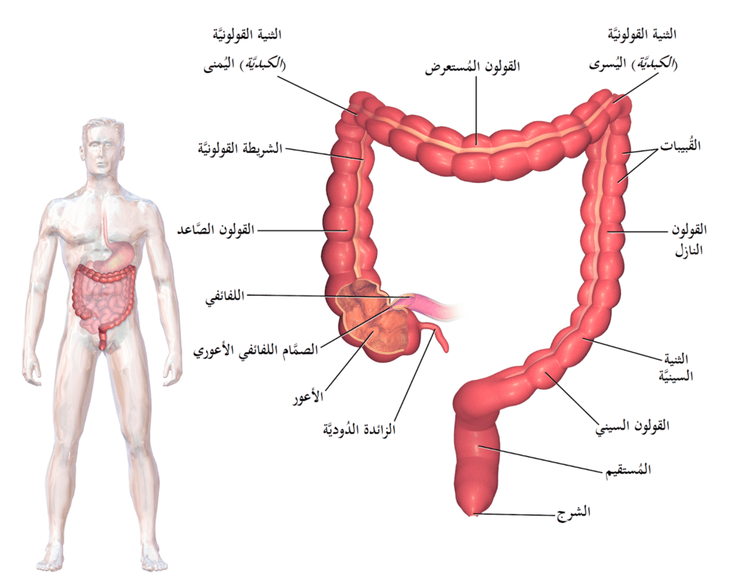 القولون العصبي 1975 1