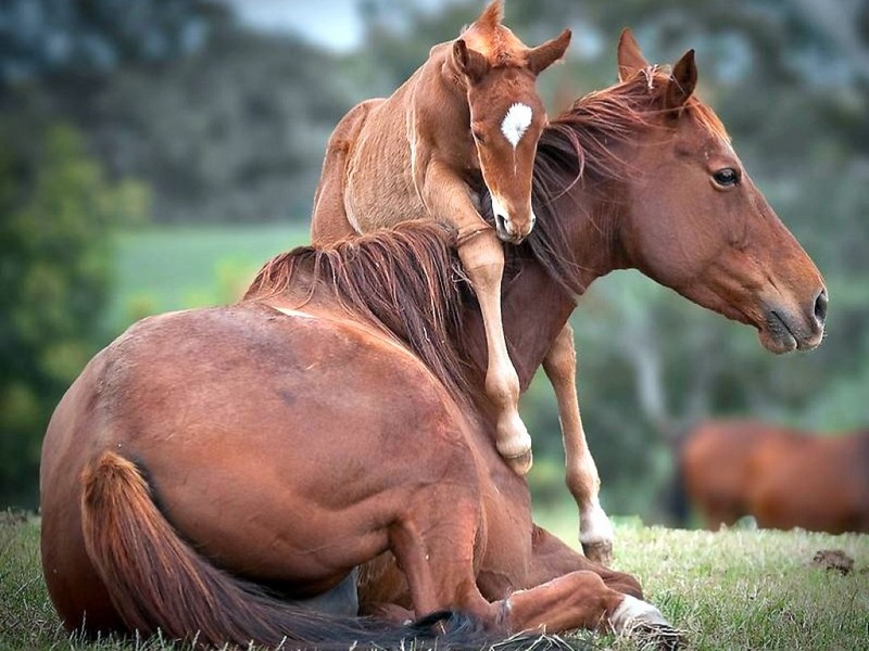 صور خيول - الخيول الجميلة والعربية الاصيلة 769 5