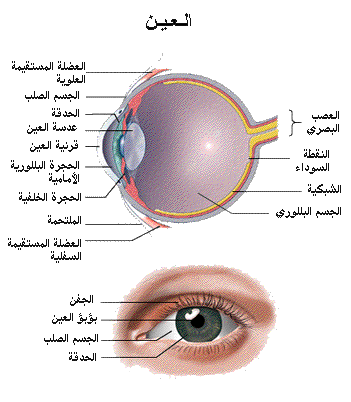 مكونات العين - مكونات اهم عضو في الانسان العين 2720