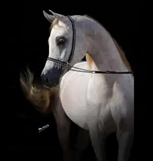 خيل اصيل , الخيول العربيه