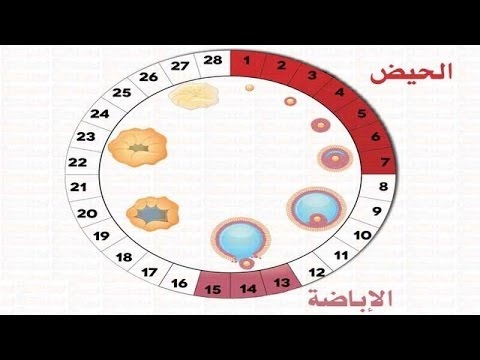 متى تكون ايام التبويض - كيفية حساب ايام التبويض 4997 1