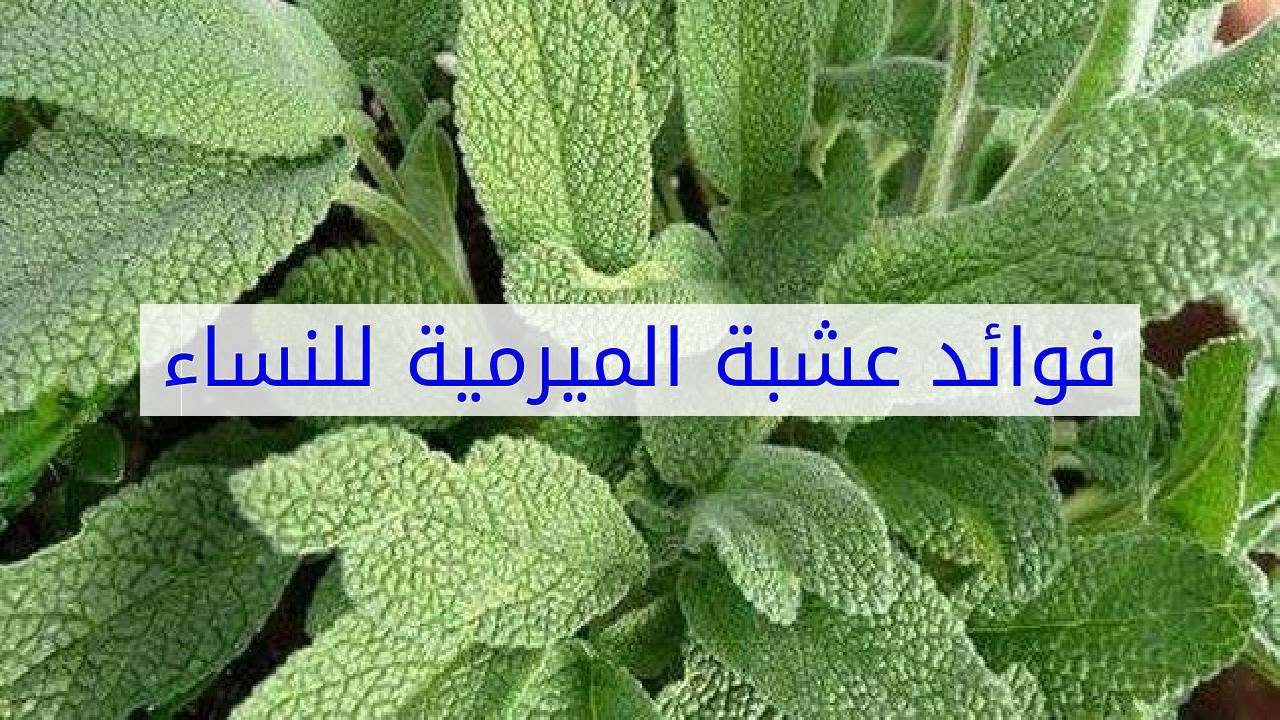 فوائد المرمية 1525 2