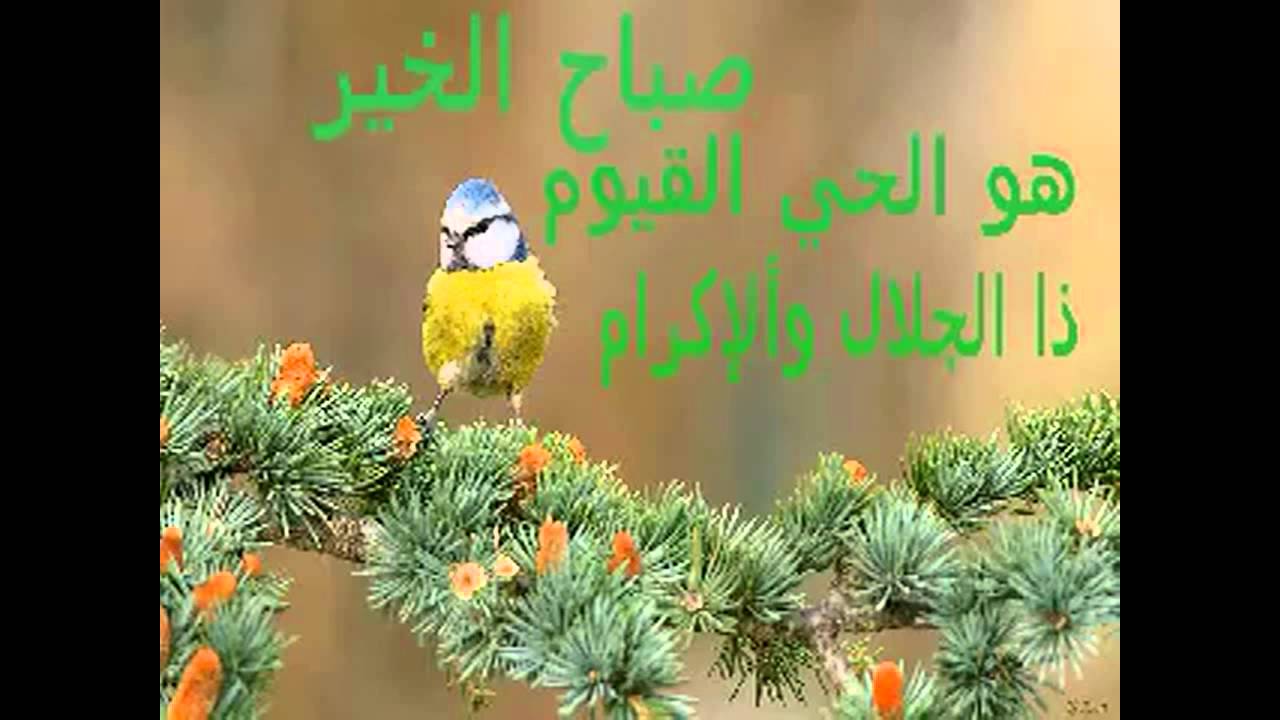 صور الصباح والمساء - اجمل و ارق تحيه بالصور للصباح و المساء 4565 7