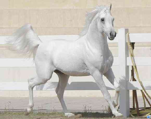 خيل عربي اصيل - اجمل صور الخيل العربي 2786 15