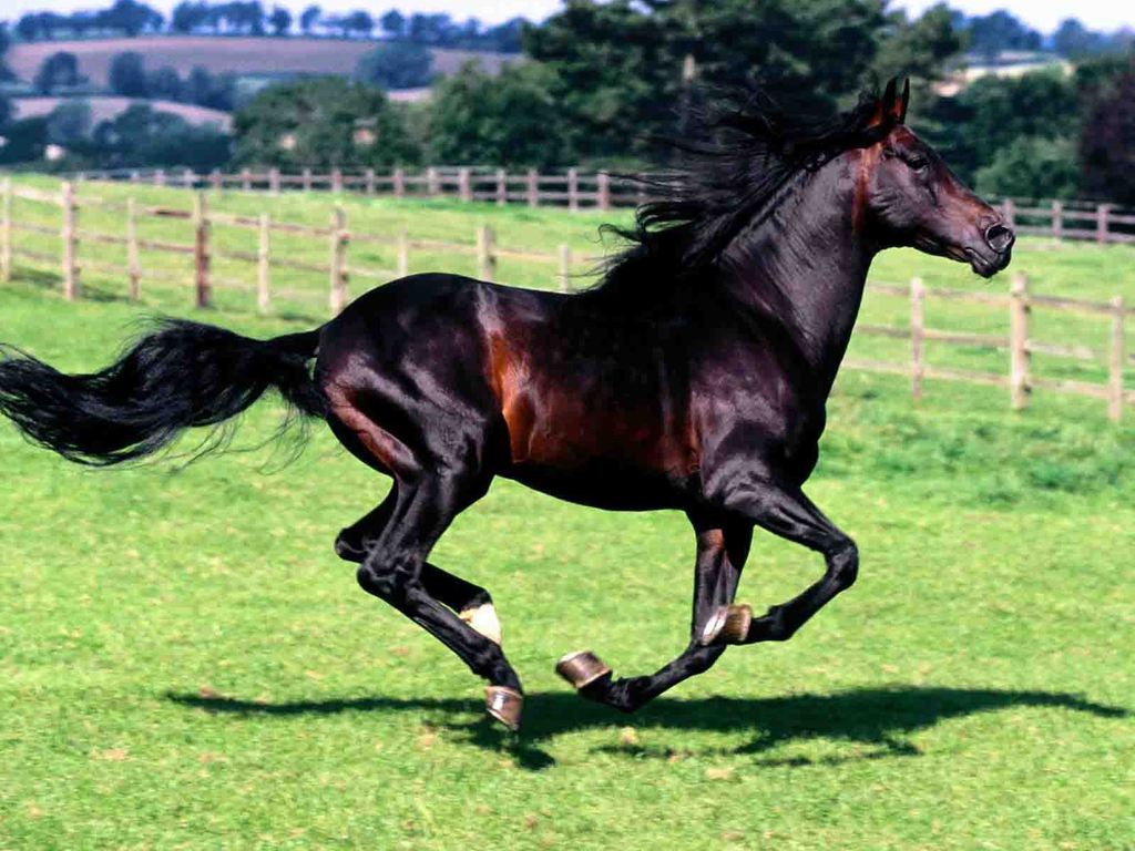 خيول عربية , اجمل صور خيل عربي