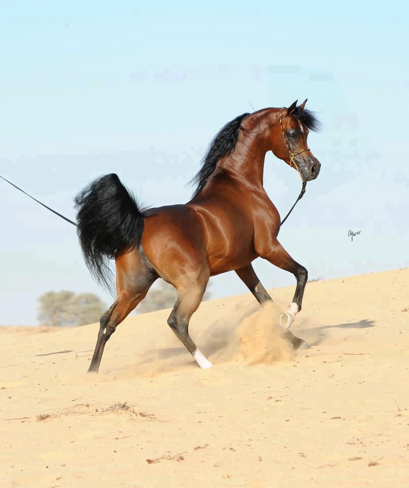 الخيل العربي الاصيل - تعرف على اهم مميزات الحصان العربي الاصيل 3442 5