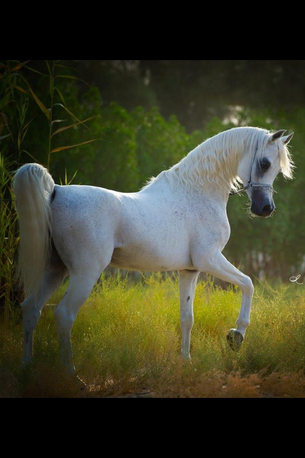 خيل عربي اصيل - اجمل صور الخيل العربي 2786 1