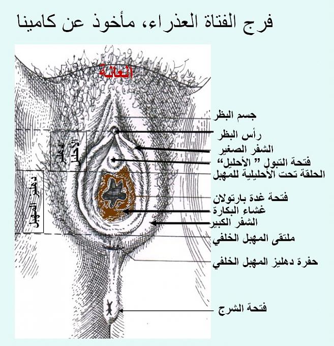 كيف اعرف اني عذراء- معلومات تهم كل بنت 3249 1