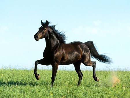 خيل عربي اصيل - اجمل صور الخيل العربي 2786 10