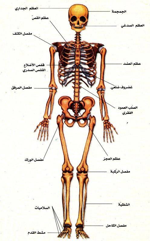 جسم الانسان بالصور , شرح تفصيلي لجسم الانسان