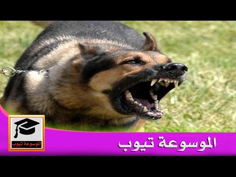 انواع الكلاب - واشكالها المتنوعة في العالم بالصور والفيديو 1095 1