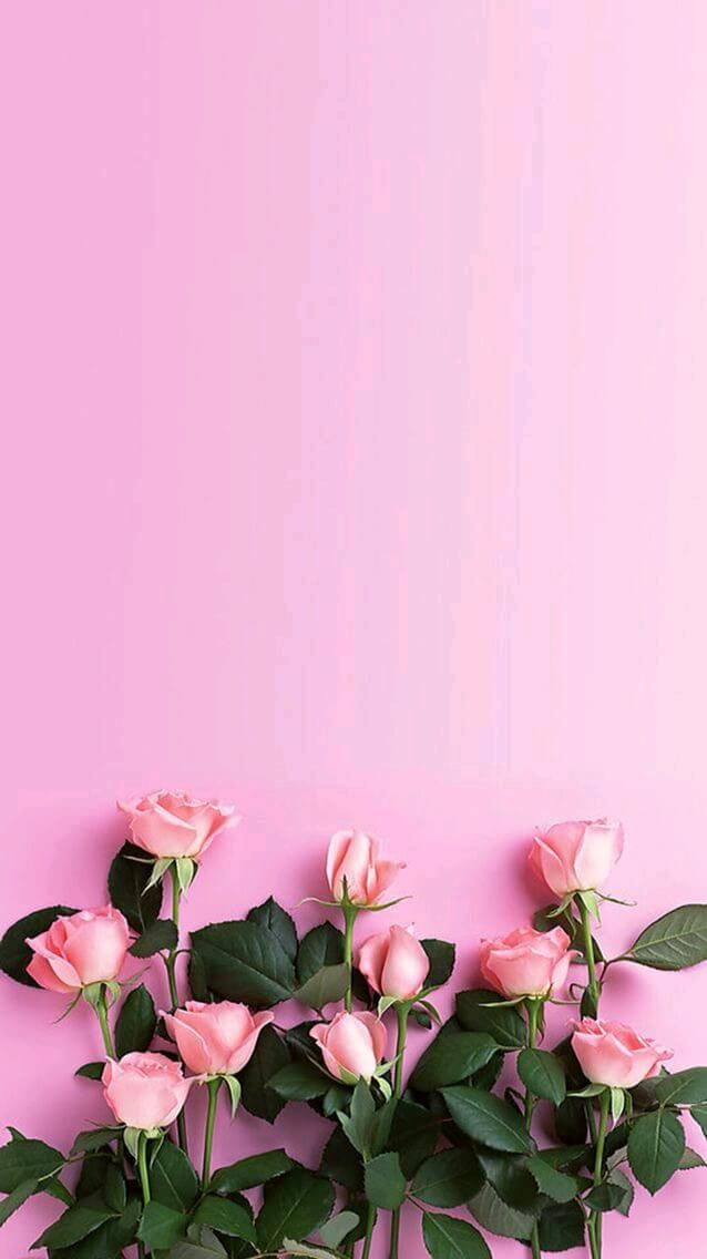 خلفيات وردية , اجمل صور الورود الرائعة - احساس ناعم
