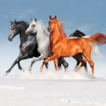 3442 1 الخيل العربي الاصيل - تعرف على اهم مميزات الحصان العربي الاصيل ايمان