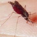 430 3 مرض الملاريا - اخطر الامراض على الحياة ابراهيم محفوظ
